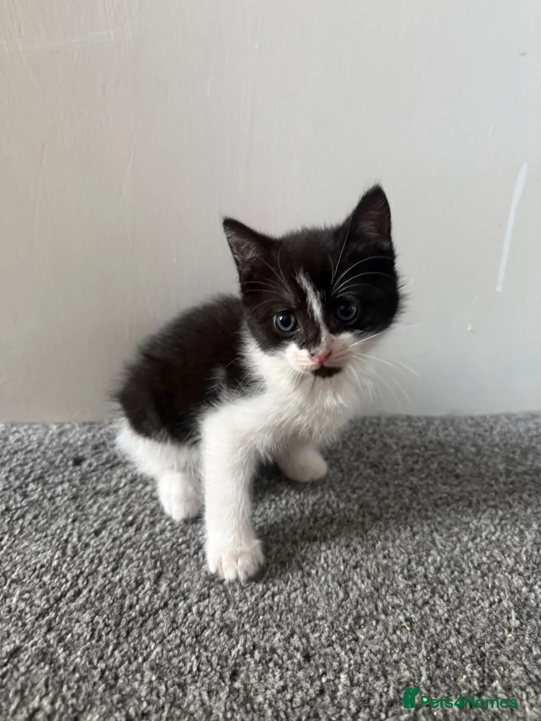 Mixed Breed cats for sale: Two Female Kittens - Advert 2
