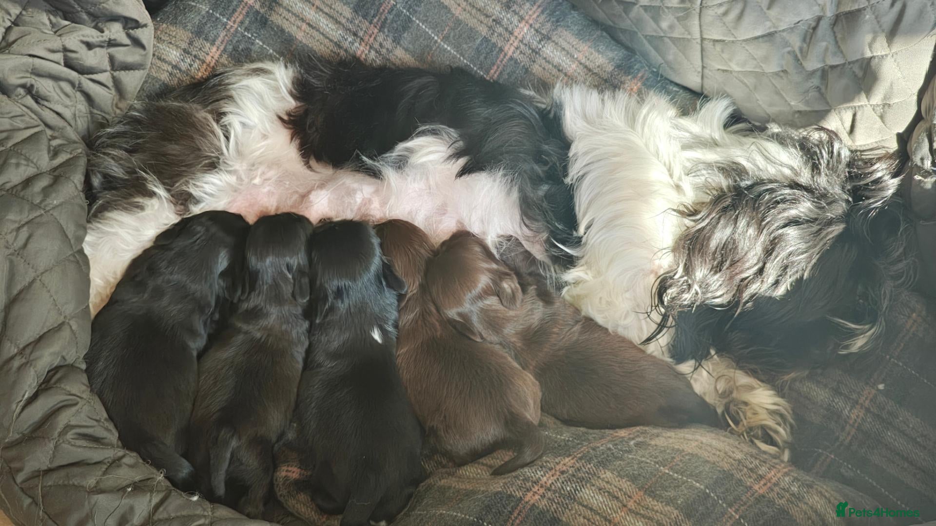 Shih Tzu dogs 5 Imperial Puppies - Advert 16