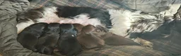 Shih Tzu dogs for sale: 5 Imperial Puppies - Advert 1