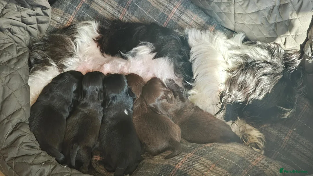 Shih Tzu dogs for sale: 5 Imperial Puppies - Advert 1