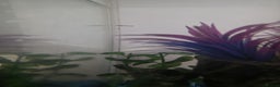 Mollies fish for sale: Christmas guppies for sale - Advert 6
