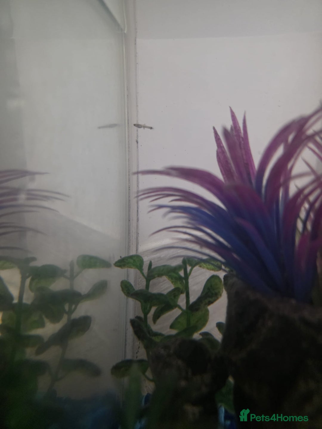 Mollies fish for sale: Christmas guppies for sale - Advert 6