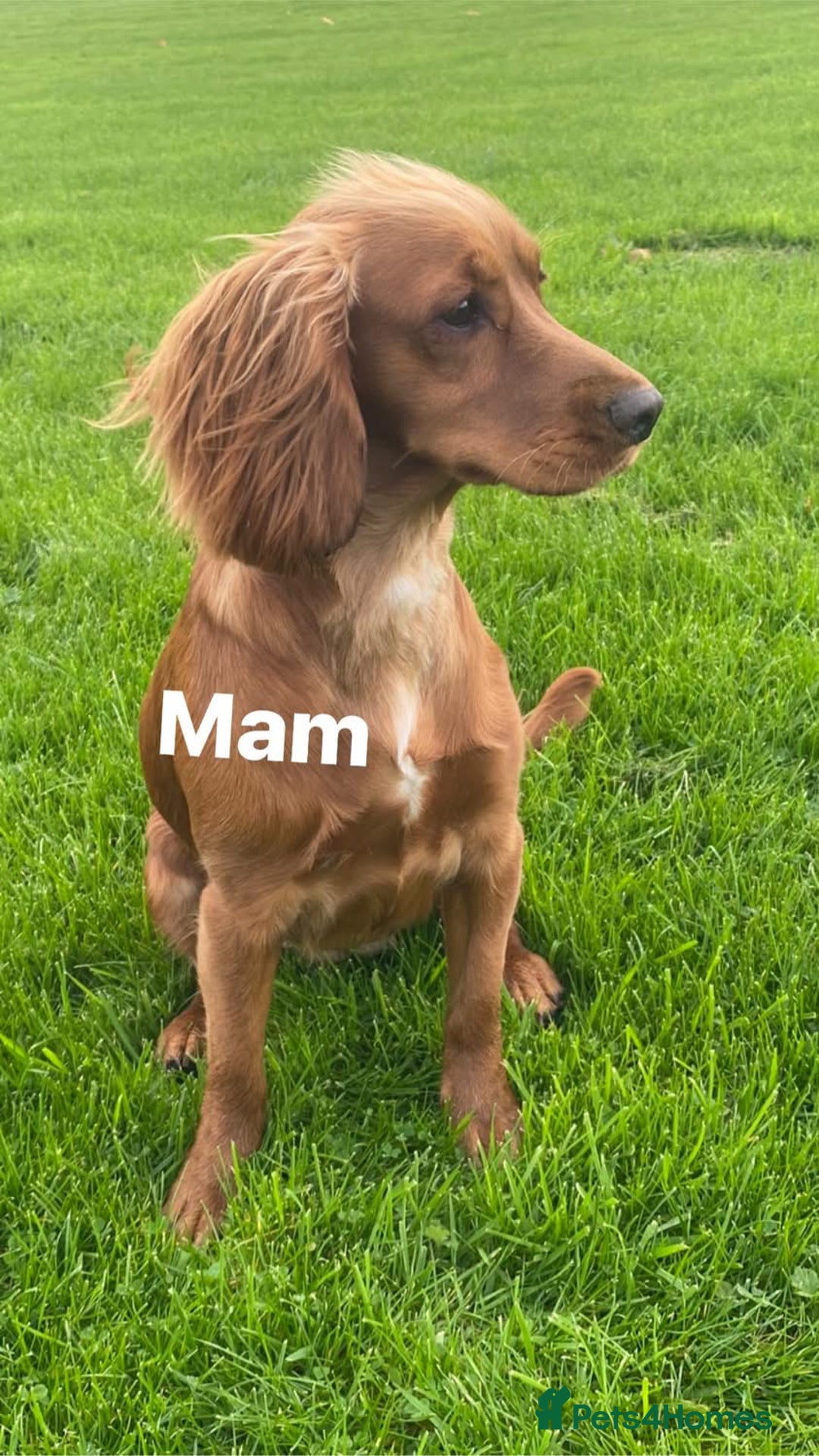 Cocker Spaniel dogs for sale: Beautiful littler of working cocker spaniels 😍 - Advert 2