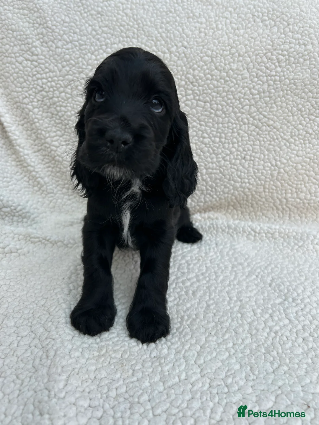 Cocker Spaniel dogs for sale: KC Reg Show Cocker Spaniels  - Advert 6