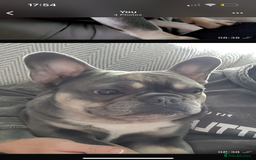 French Bulldog dogs for sale: Beautiful French bulldogs 🐶   - Image 23