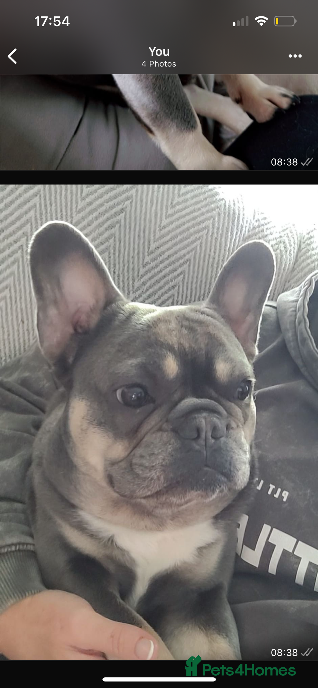 French Bulldog dogs for sale: Beautiful French bulldogs 🐶   - Image 23