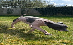 Mexican Hairless dogs for sale: Mexican Hairless, - Image 7