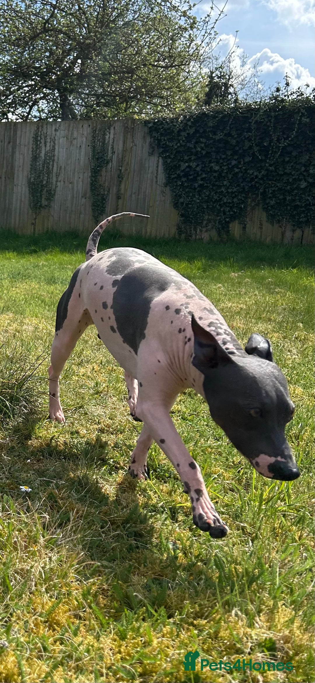 Mexican Hairless dogs for sale: Mexican Hairless, - Image 7