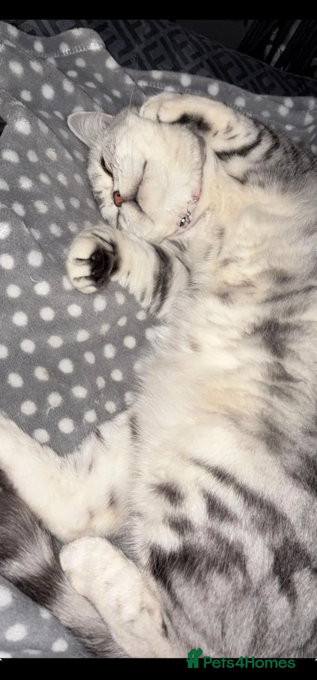 Mixed Breed cats for sale: Domestic British short hair x Tabby mixed cat in Bradford - Advert 1