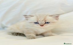Scottish Fold cats for sale: Half Scottish half British short hair  in London - Image 23