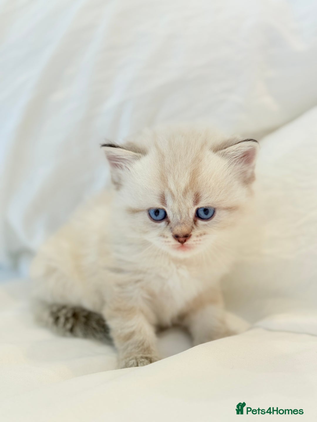 Scottish Fold cats for sale: Half Scottish half British short hair  in London - Image 23