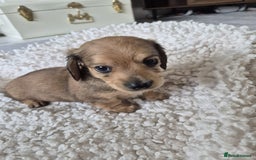 Miniature Dachshund dogs for sale: Lovely Miniature dachshund pups  - Image 3