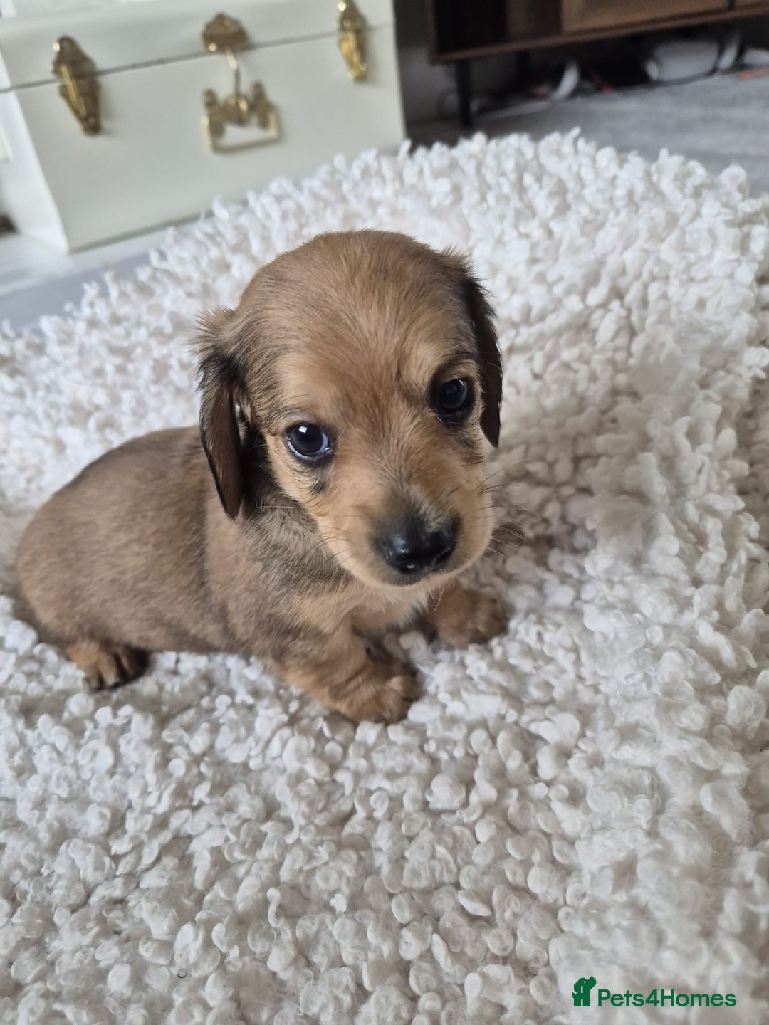 Miniature Dachshund dogs for sale: Lovely Miniature dachshund pups  - Image 3