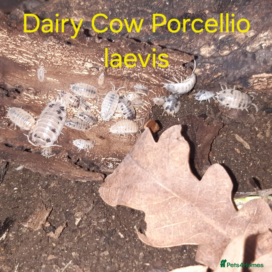 Mixed Breed invertebrates for sale: Stick Insects and Isopods - Advert 7