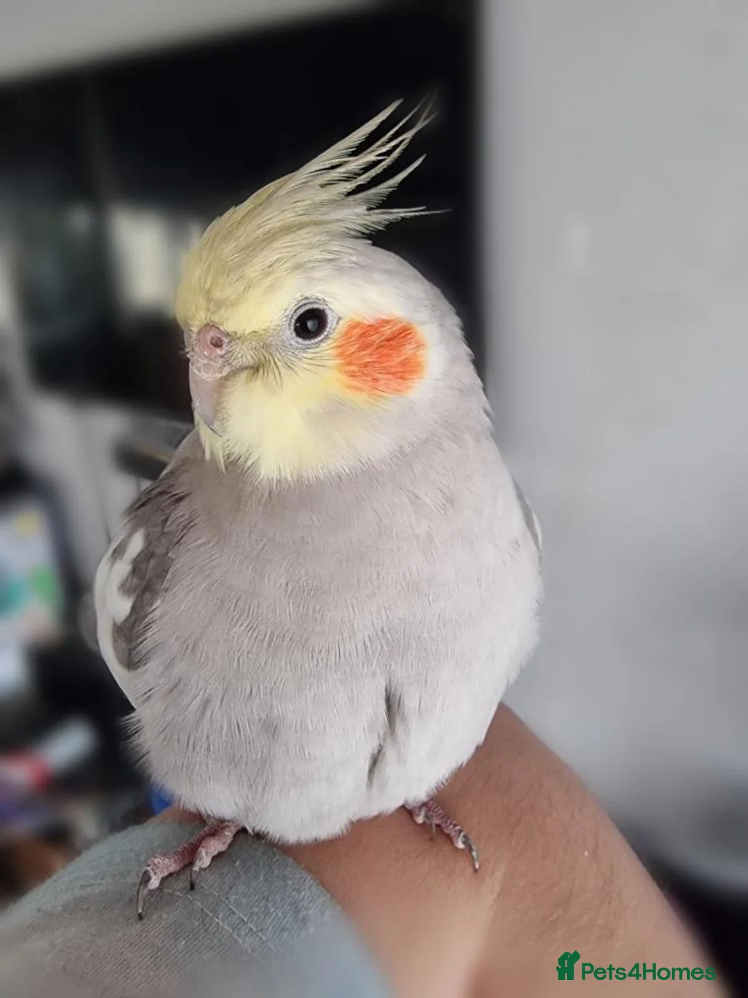 Cockatiels birds for sale: Cockatiel almost a year old.  - Advert 4