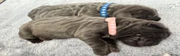 Neapolitan Mastiff dogs for sale: Rare breed Neapolitan mastiff puppies  - Advert 13