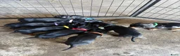 Dachshund dogs for sale: Traditional/dapple daschunds - Advert 20