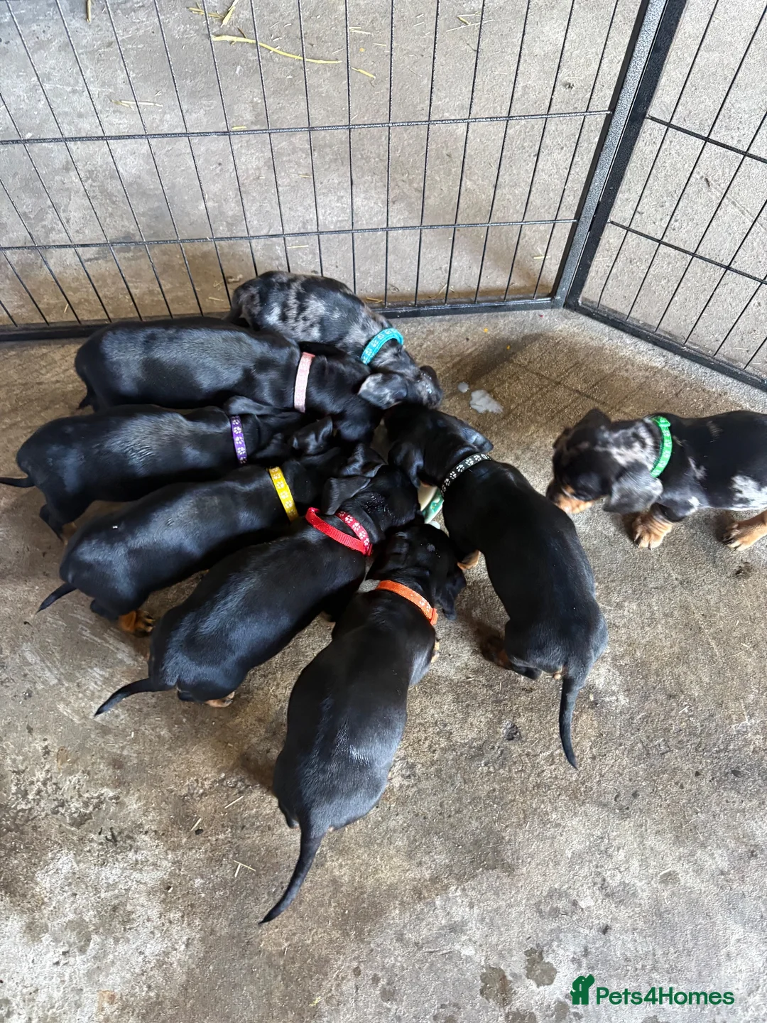 Dachshund dogs for sale: Traditional/dapple daschunds - Advert 20