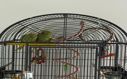 Ringnecks birds for sale: Pair of Indian ringnecks - Image 3