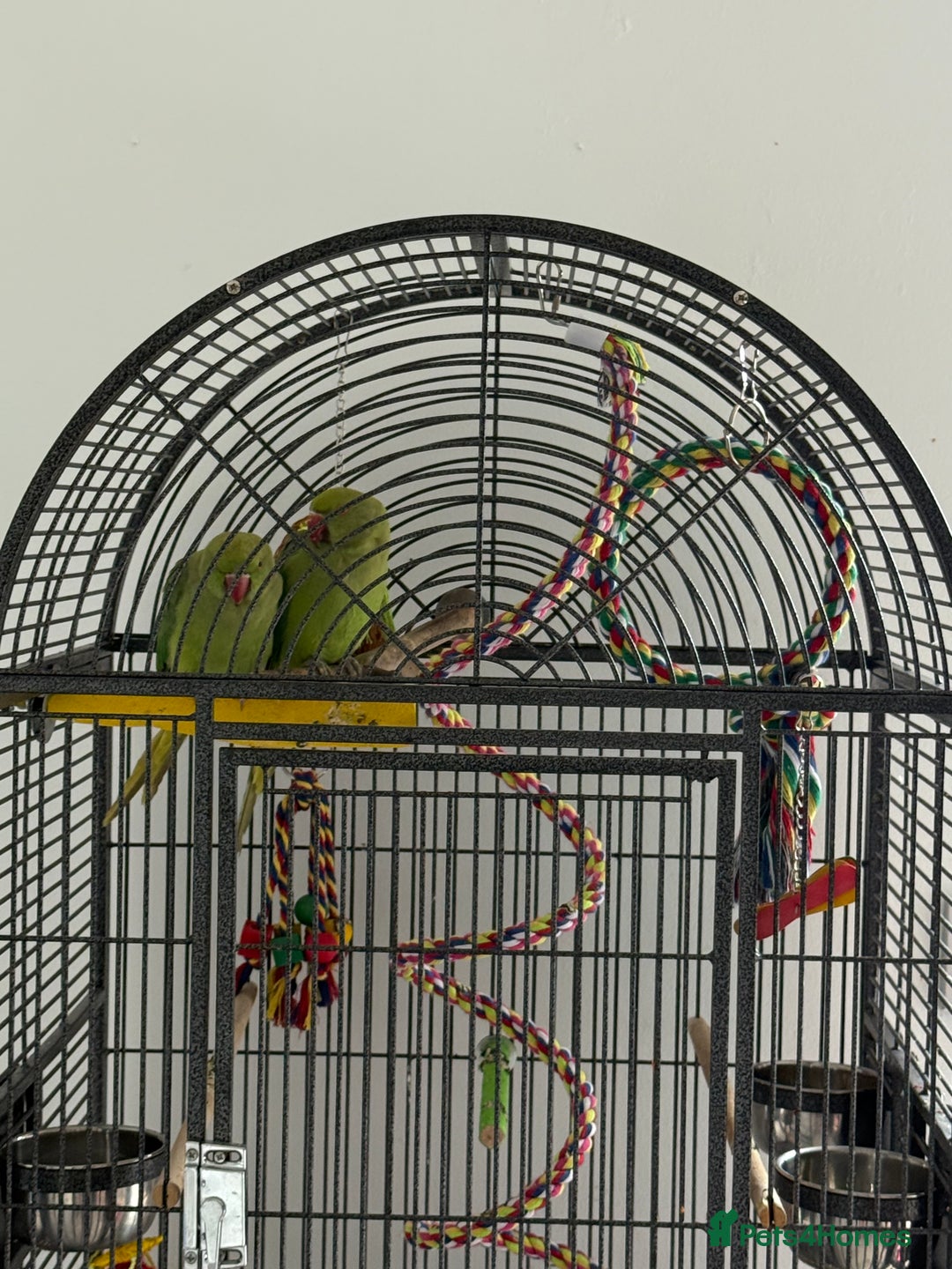 Ringnecks birds for sale: Pair of Indian ringnecks - Image 3