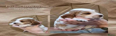Cocker Spaniel 6