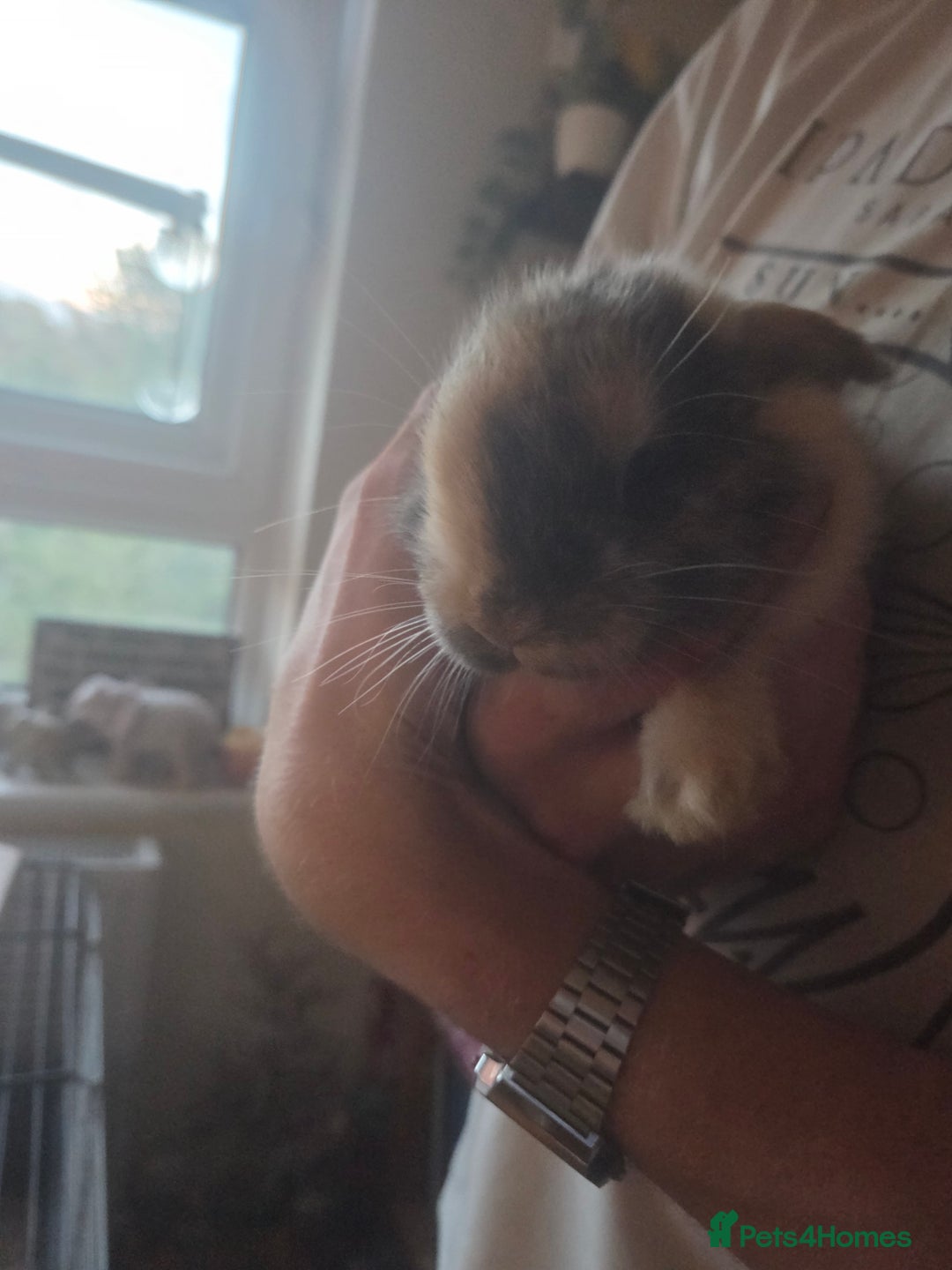 Mini Lop rabbits for sale: Glorious and Gorgeous Mini Lop Bunnies for sale  - Image 2