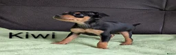 Mixed Breed dogs for sale: Miniature Pinscher x Russian Toy Terrier Puppies - Advert 8