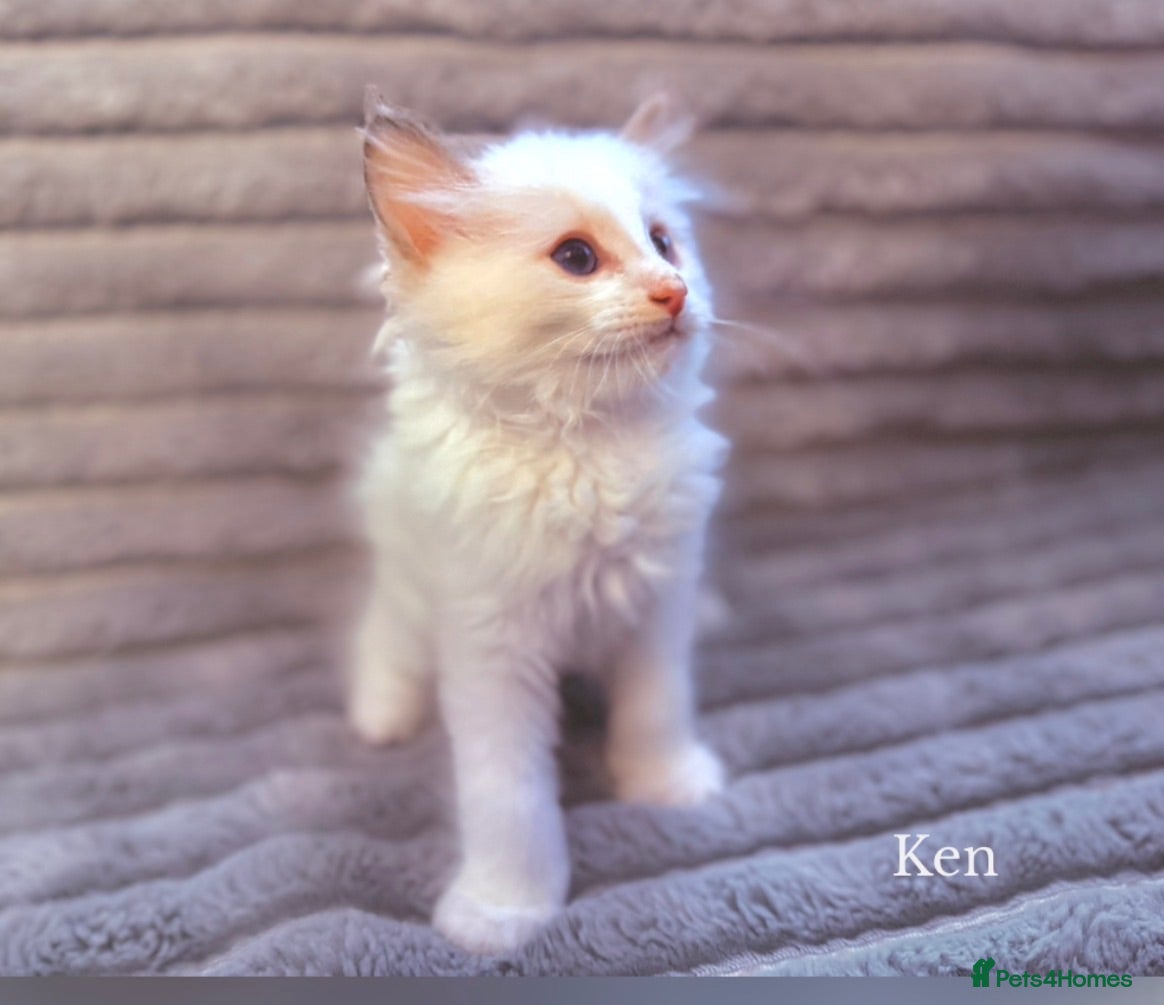Ragdoll cats STUNNING BICOLOUR RAGDOLL KITTEN 🩵 - Advert 2