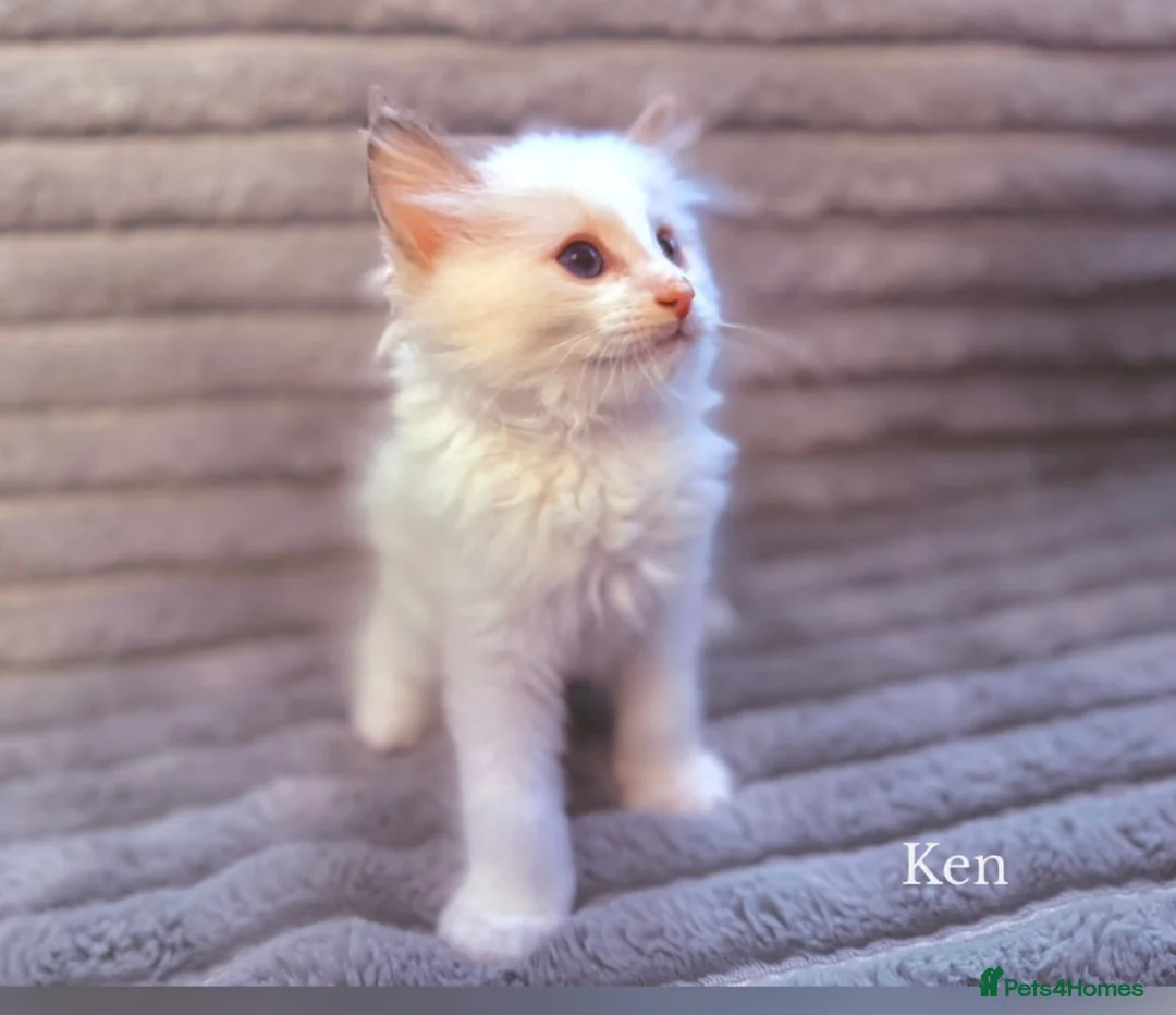 Ragdoll cats for sale: STUNNING BICOLOUR RAGDOLL KITTEN 🩵 - Advert 2