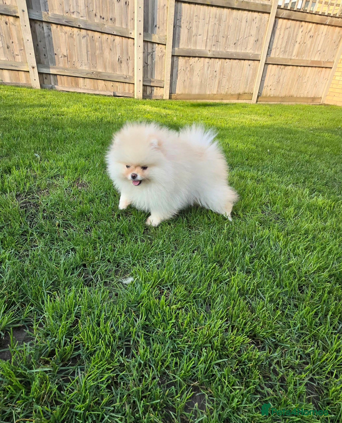 Pomeranian dogs Stunning KC Pomeranian puppies ✨ - Advert 4