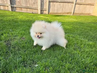 Pomeranian dogs Stunning KC Pomeranian puppies ✨ - Advert 7