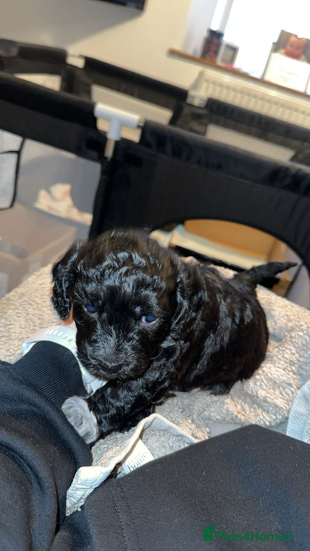 Mixed Breed dogs for sale: Beautiful puppies - Image 8