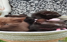 British Shorthair cats for sale: Rare Chocolate & Black Kittens – Ready Now 🐾 - Image 4