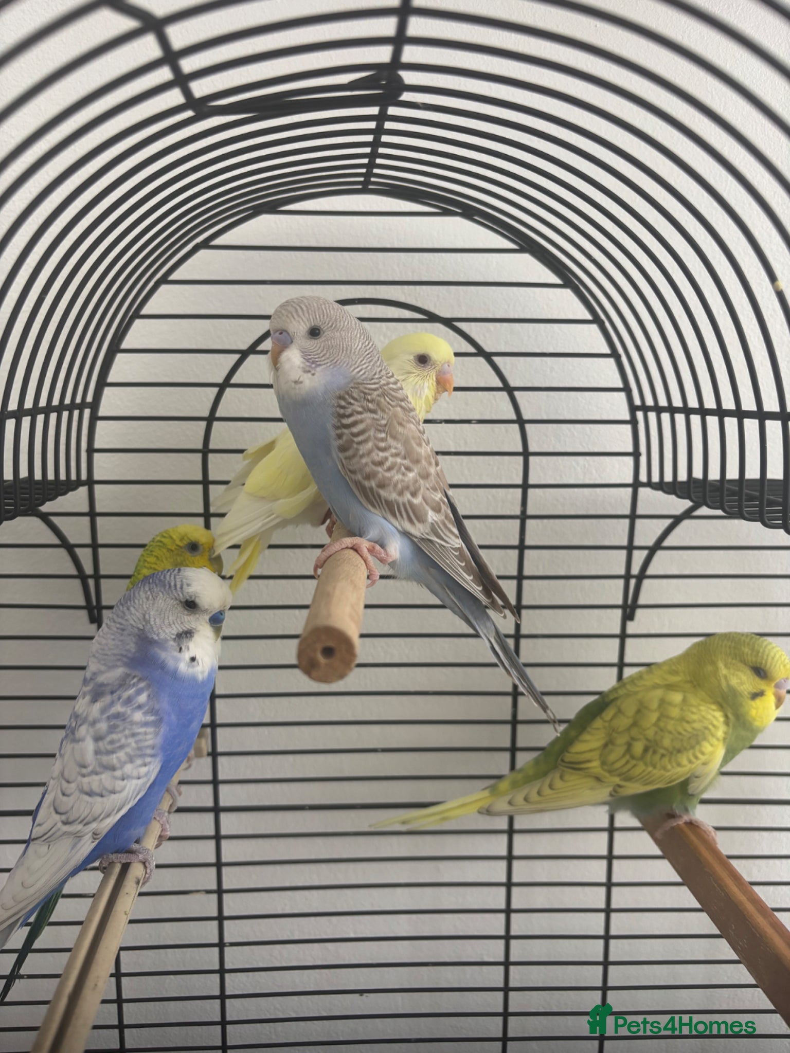 Budgerigars birds for sale: Budgerigar - Advert 1