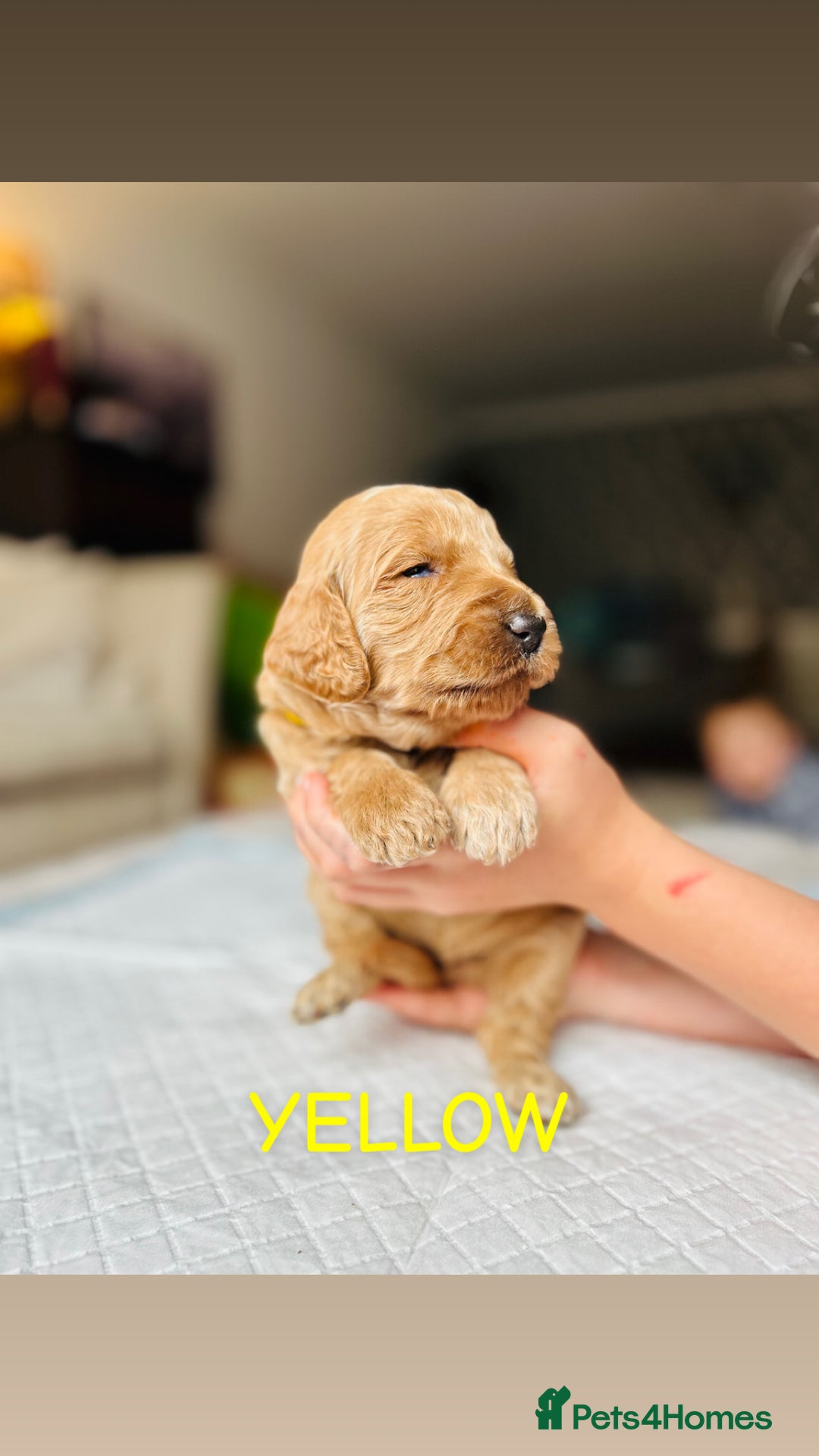 Goldendoodle dogs for sale: 🌟F1B Standard Goldendoodle Puppies in Merthyr Tydfil - Image 4