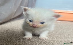 Mixed Breed cats for sale: Half Ragdoll Kittens - Image 7