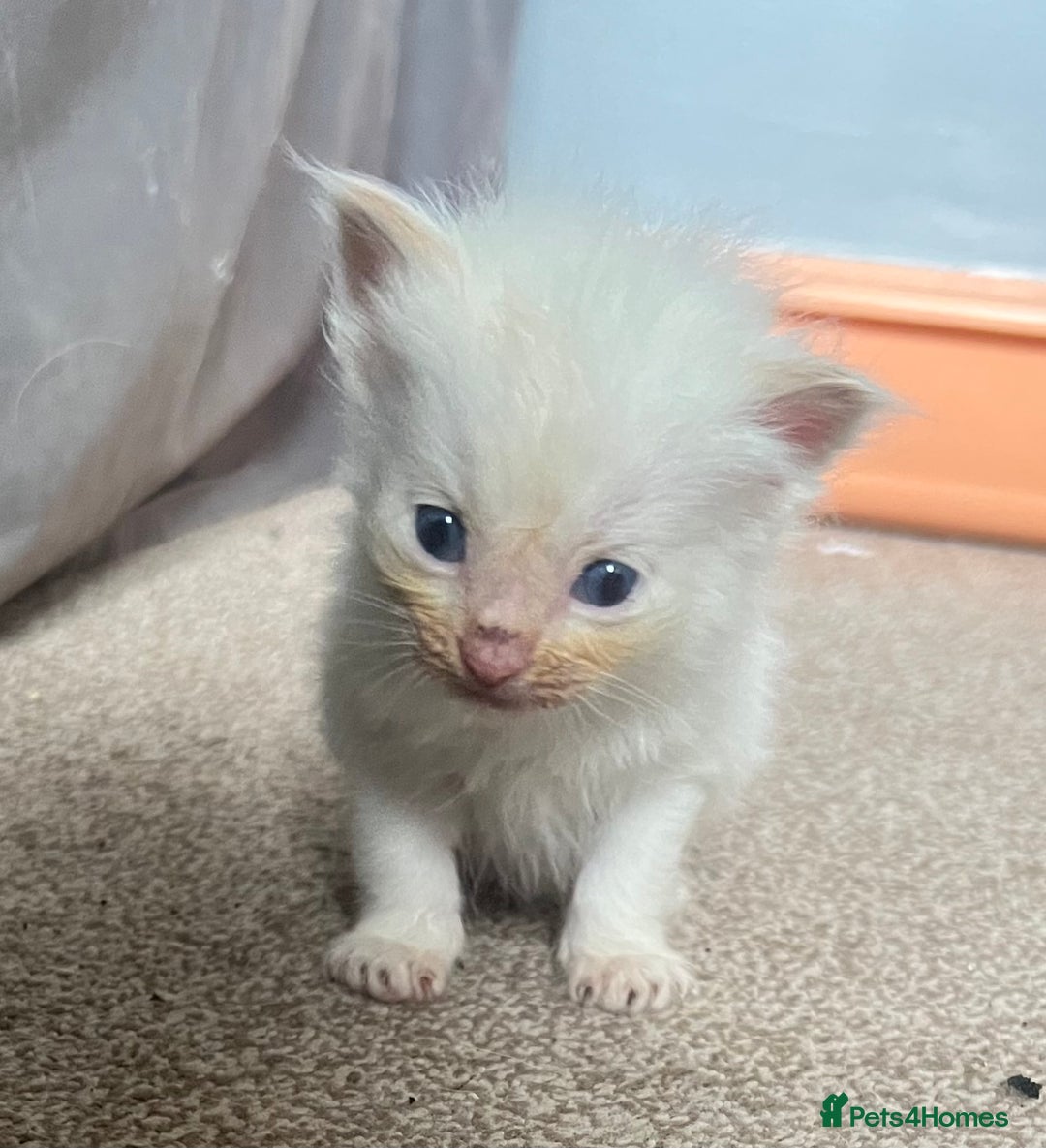 Mixed Breed cats for sale: Half Ragdoll Kittens - Image 7
