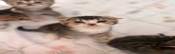 Scottish Fold cats for sale: beautiful scottish fold kittens 💕🧸 - Advert 22