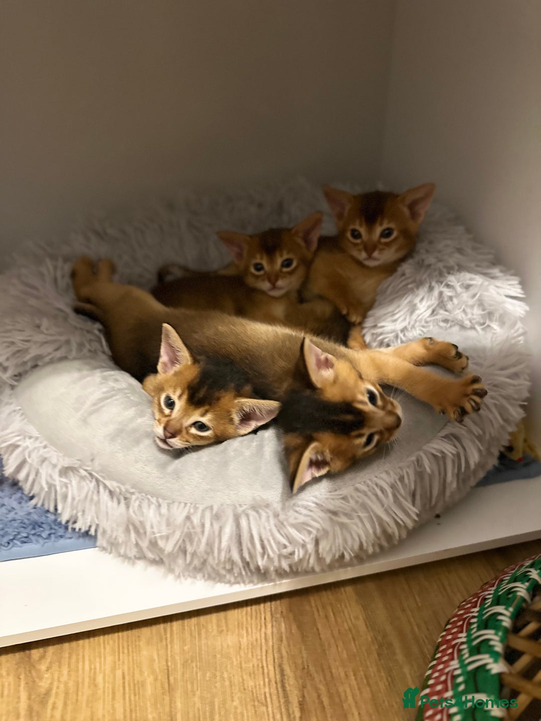 Abyssinian cats for sale: Pedigree Abyssinian kittens  - Advert 9