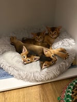 Abyssinian cats - Advert 1
