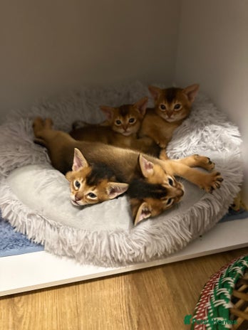 Abyssinian cats - Advert 1