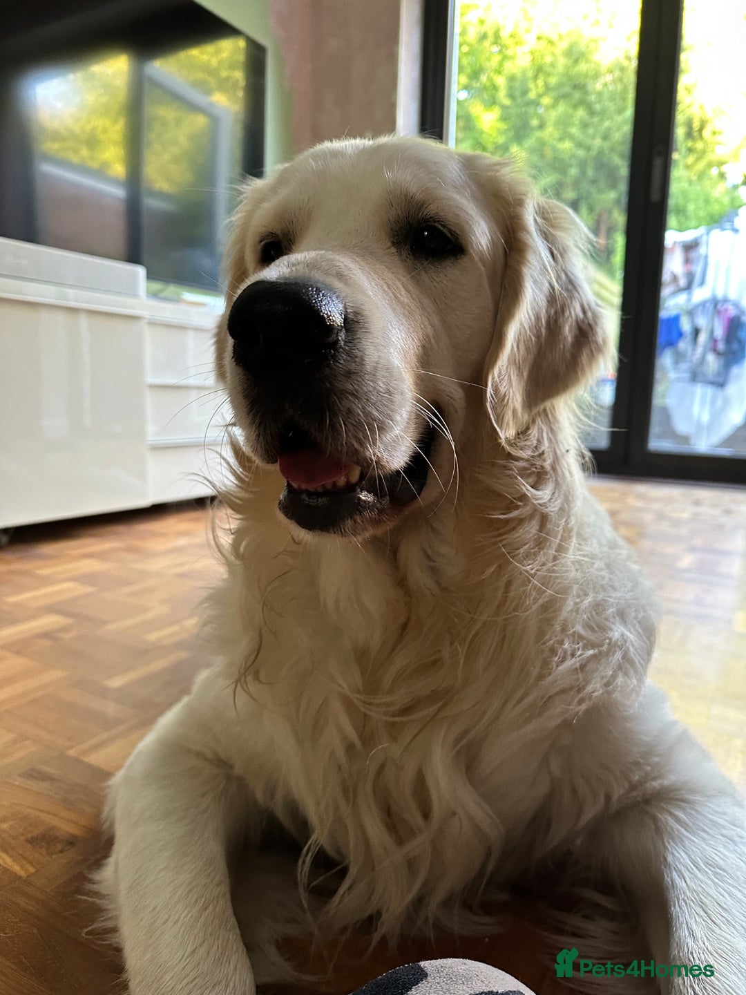 Golden Retriever dogs for stud: KC English Cream Golden Retriever Stud - Image 32