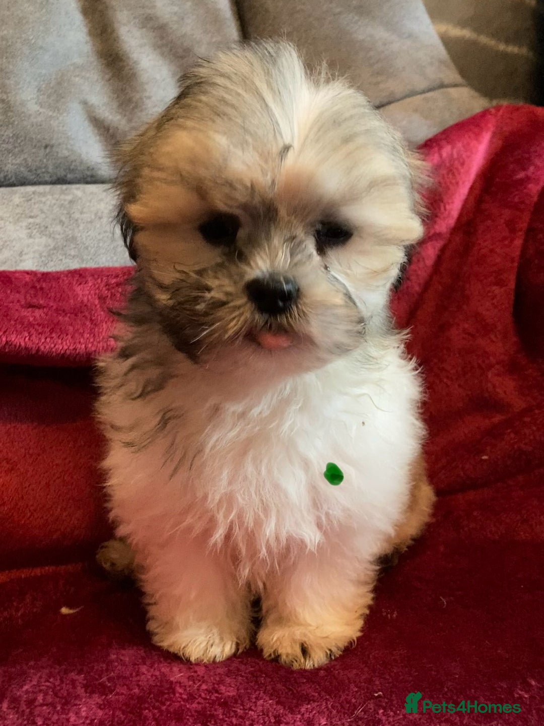 Lhasa Apso dogs for sale: Lhasa Apso Puppies 🐶  - Image 5