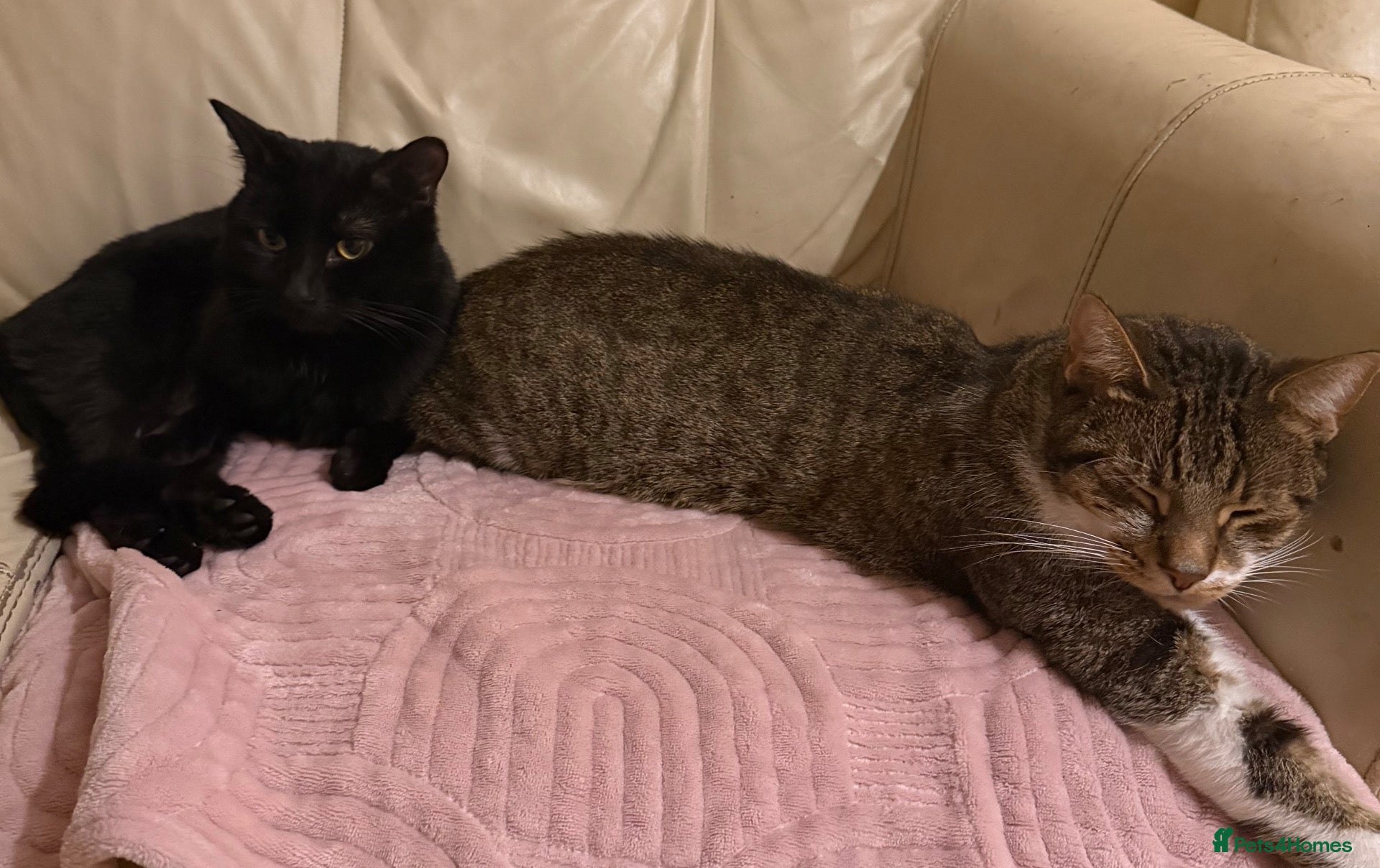 Mixed Breed cats Lunie and wishie  - Advert 1