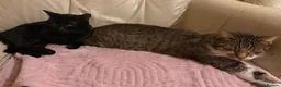 Mixed Breed cats for sale: Lunie and wishie  in Bournemouth - Advert 1