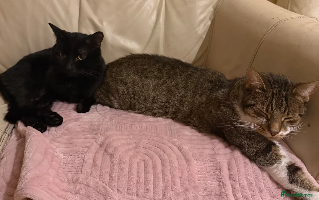 Mixed Breed cats for sale: Lunie and wishie  in Bournemouth - Advert 1