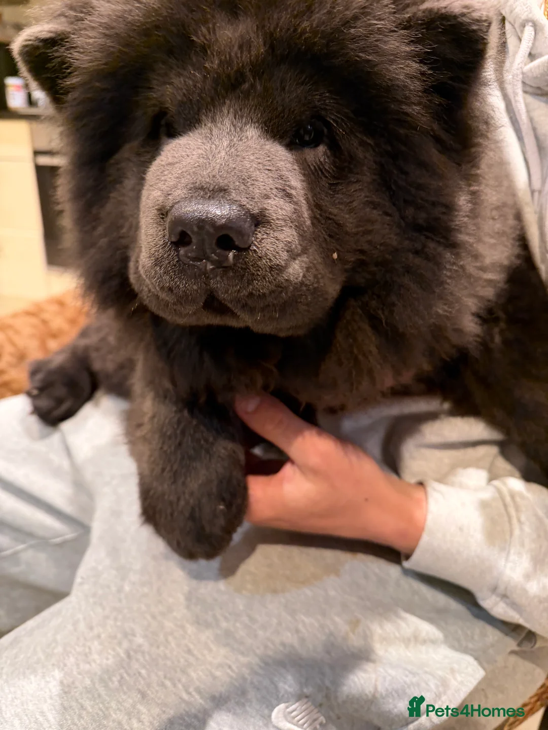 Chow Chow dogs for sale: 🐾 Male Chow Chow Puppy for Sale 🐾 - Advert 1