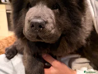 Chow Chow dogs 🐾 Male Chow Chow Puppy for Sale 🐾 - Advert 1