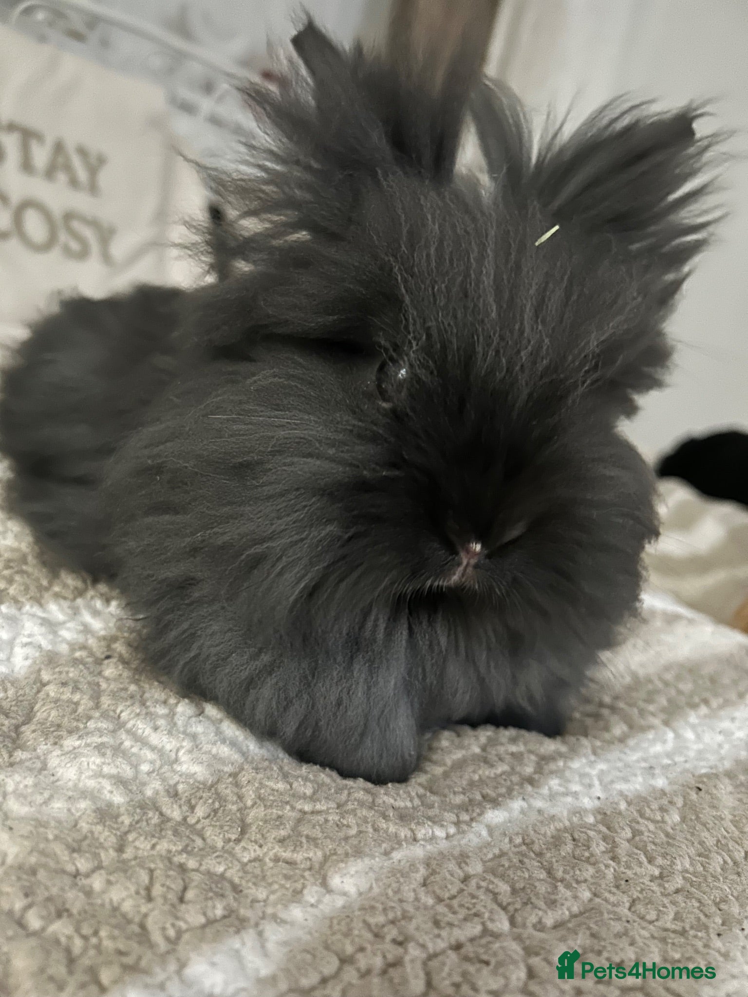 Lionhead rabbits Beautiful boy dusty  - Advert 1