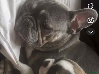 French Bulldog dogs French bulldog puppies - Advert 2